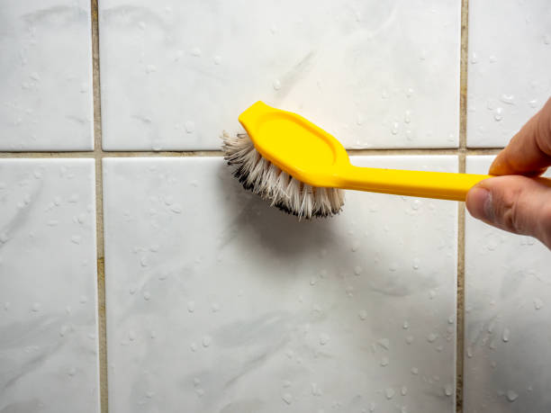 Best Black Mold Removal  in Beacon Hill, WA