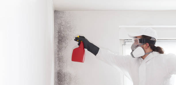 Best Mold Testing  in Beacon Hill, WA