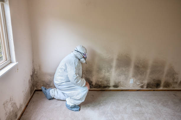 Best Toxic Mold Removal  in Beacon Hill, WA